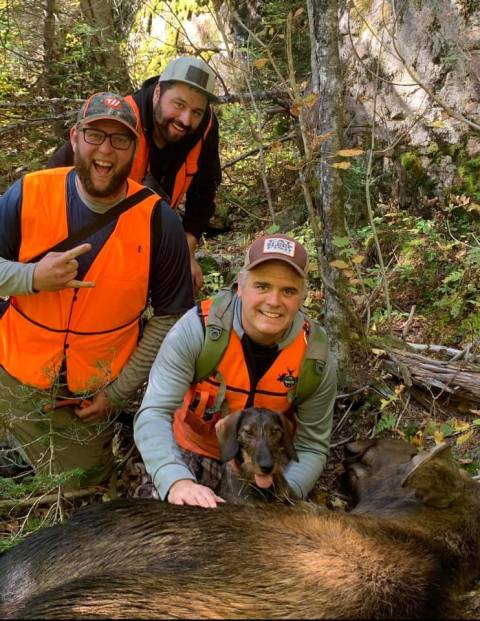 Dachshund on moose tracking recovery